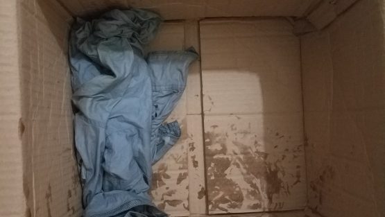 显微镜下的寄生虫真容鲜艳又诡异